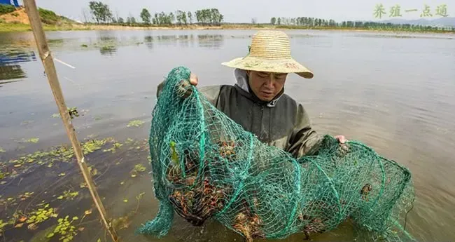 小龙虾五月瘟防治七方案，以防为主复盘经验分享