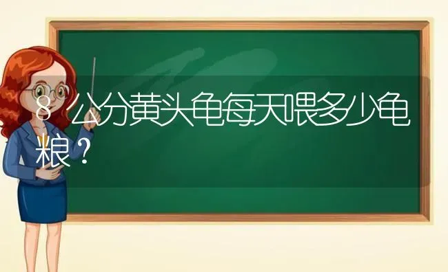 8公分黄头龟每天喂多少龟粮？ | 动物养殖问答