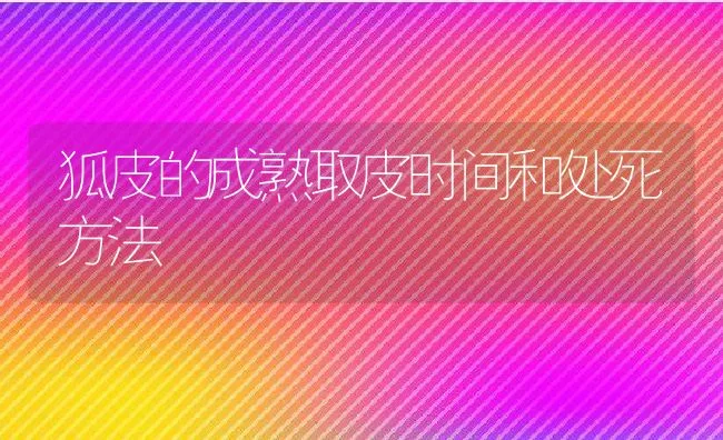 狐皮的成熟取皮时间和处死方法 | 水产养殖知识