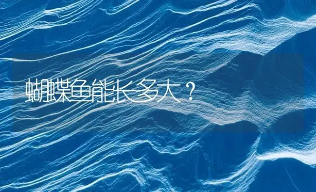 蝴蝶鱼能长多大？ | 鱼类宠物饲养