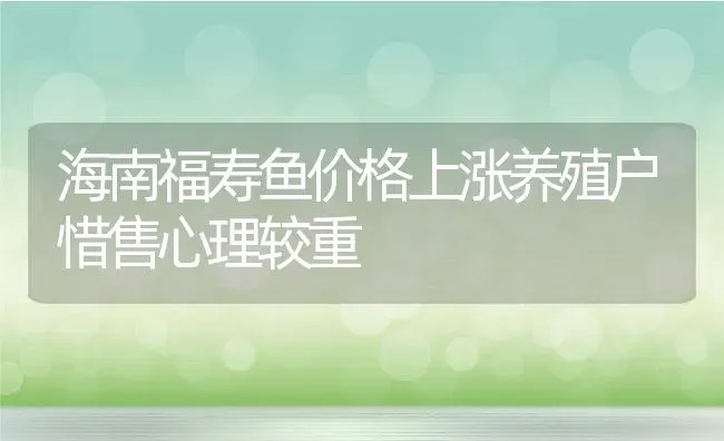 海南福寿鱼价格上涨养殖户惜售心理较重 | 淡水养殖技术