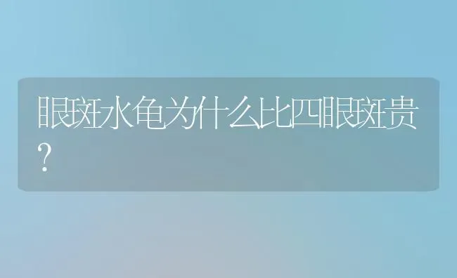 眼斑水龟为什么比四眼斑贵？ | 动物养殖问答