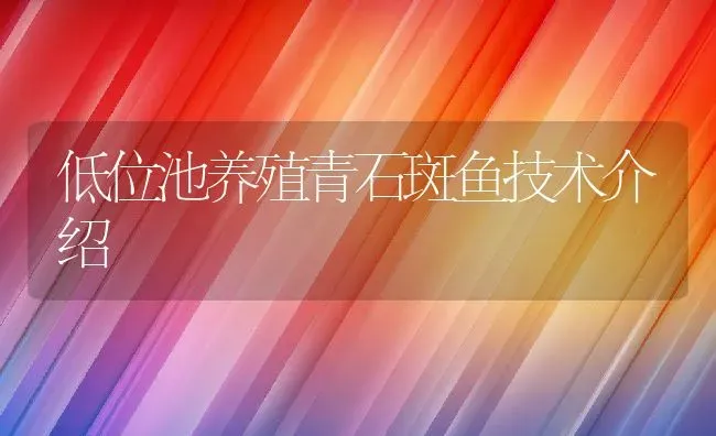 低位池养殖青石斑鱼技术介绍 | 动物养殖教程