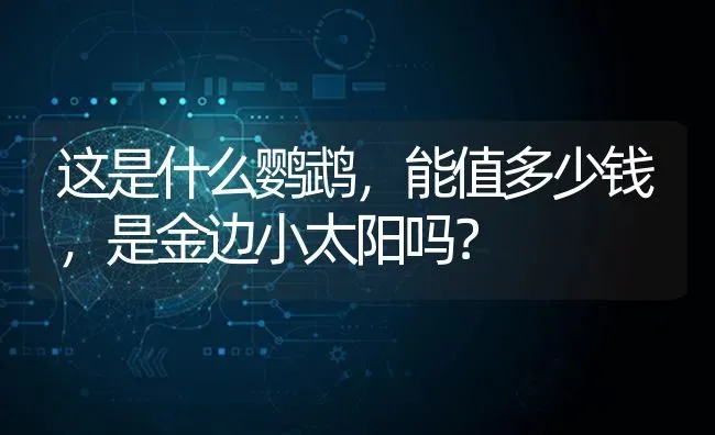 柯基最调皮的阶段？ | 动物养殖问答