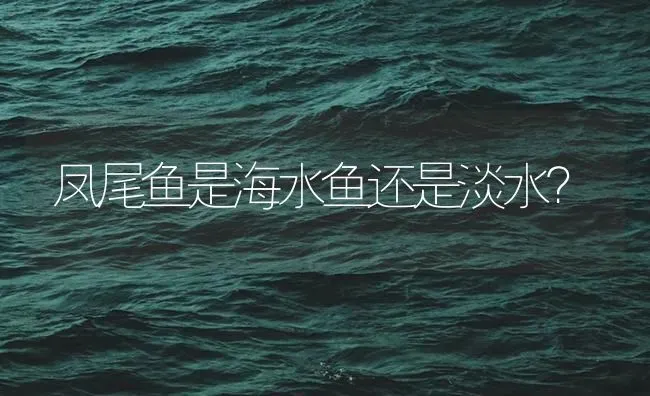 凤尾鱼是海水鱼还是淡水？ | 鱼类宠物饲养