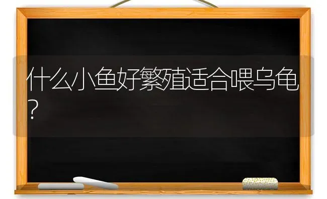 什么小鱼好繁殖适合喂乌龟？ | 动物养殖问答