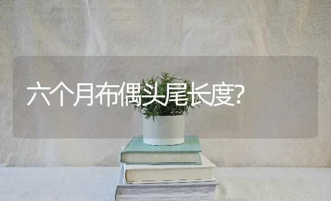 六个月布偶头尾长度？ | 动物养殖问答