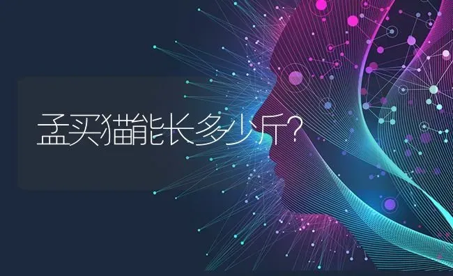 孟买猫能长多少斤？ | 动物养殖问答