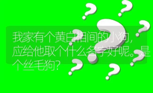 我家有个黄白相间的小狗，应给他取个什么名字好呢。是个丝毛狗？ | 动物养殖问答