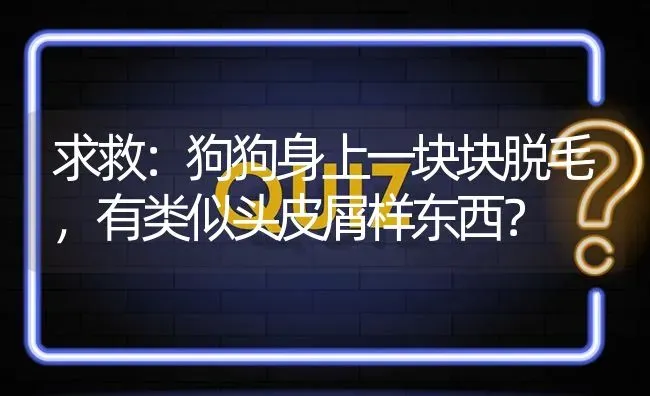 求救：狗狗身上一块块脱毛，有类似头皮屑样东西？ | 动物养殖问答