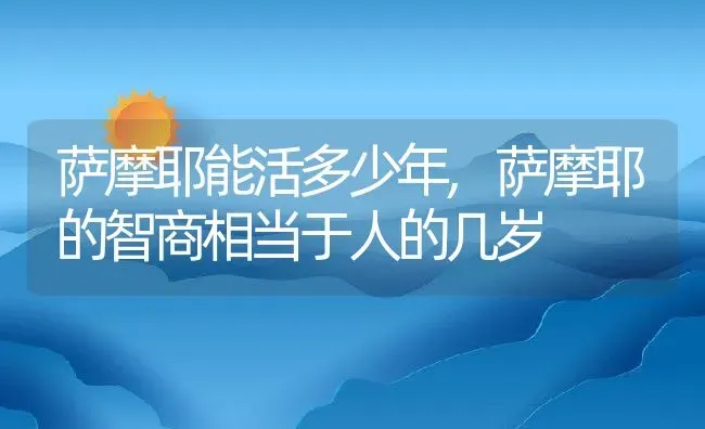 萨摩耶能活多少年,萨摩耶的智商相当于人的几岁 | 宠物百科知识