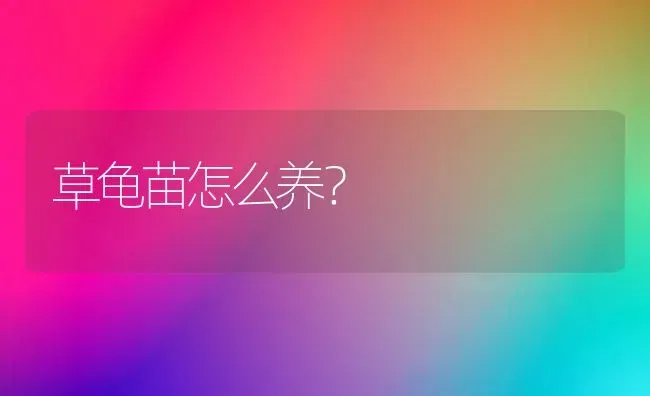 草龟苗怎么养？ | 动物养殖问答