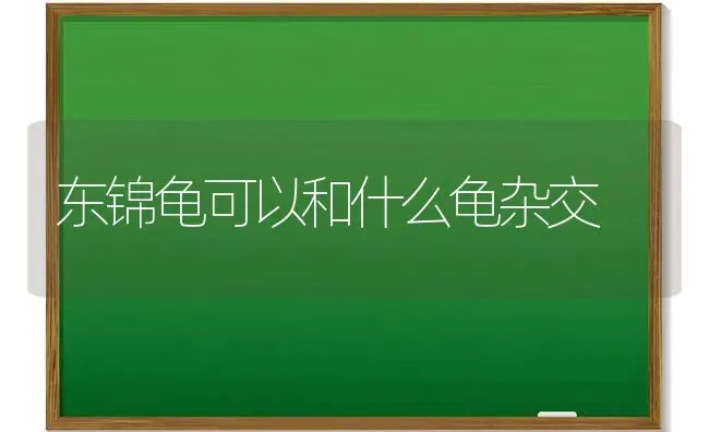 东锦龟可以和什么龟杂交 | 动物养殖问答