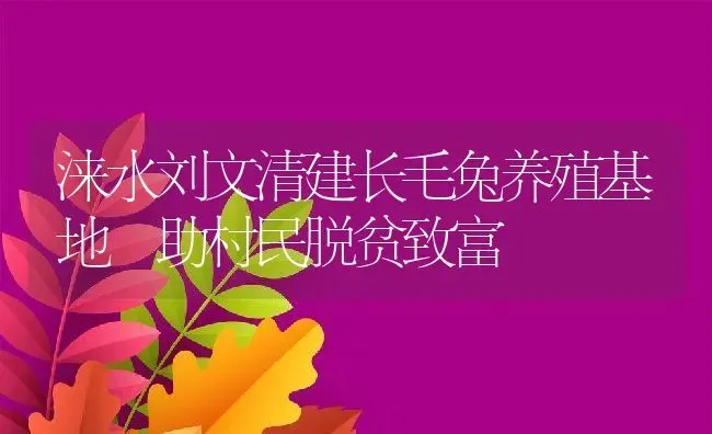 涞水刘文清建长毛兔养殖基地 助村民脱贫致富 | 动物养殖教程