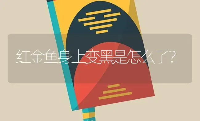 红金鱼身上变黑是怎么了？ | 鱼类宠物饲养