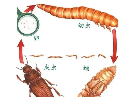 黄粉虫生长发育的四个阶段