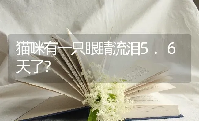 猫咪有一只眼睛流泪5.6天了？ | 动物养殖问答