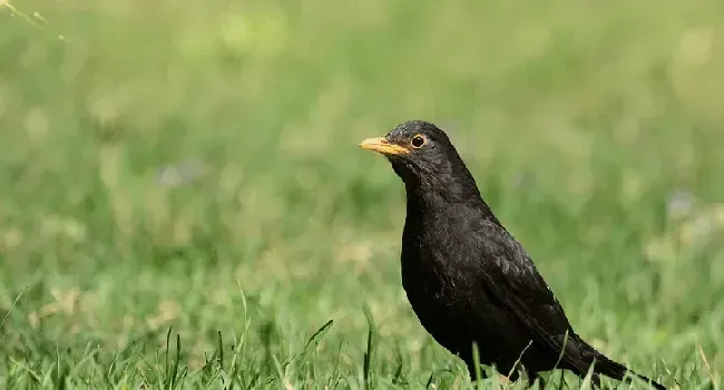 人工饲养乌鸫鸟的方法