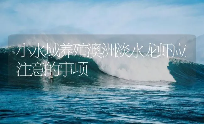 小水域养殖澳洲淡水龙虾应注意的事项 | 海水养殖技术