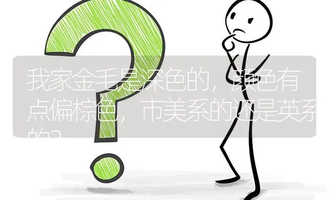 我家金毛是深色的，颜色有点偏棕色，市美系的还是英系的？ | 动物养殖问答