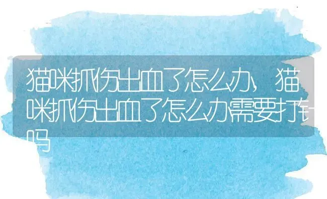 猫咪抓伤出血了怎么办,猫咪抓伤出血了怎么办需要打针吗 | 宠物百科知识