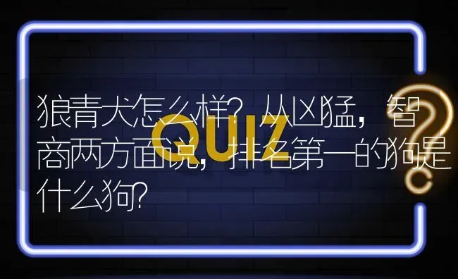 狼青犬怎么样？从凶猛，智商两方面说，排名第一的狗是什么狗？ | 动物养殖问答