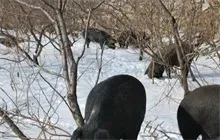 荒坡黑猪养殖致富路