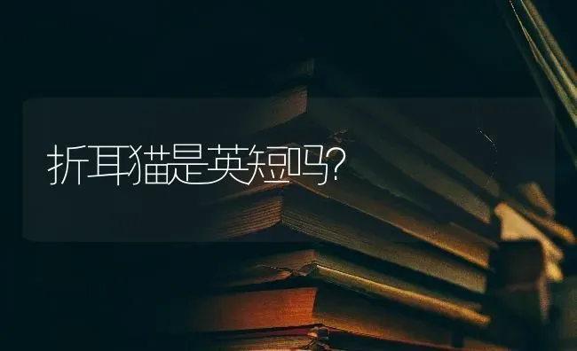 折耳猫是英短吗？ | 动物养殖问答