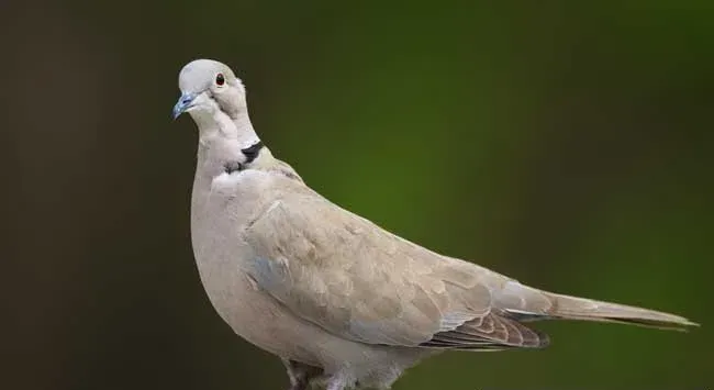 灰斑鸠介绍