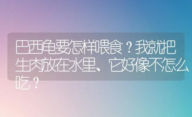 巴西龟要怎样喂食？我就把生肉放在水里、它好像不怎么吃？ | 动物养殖问答