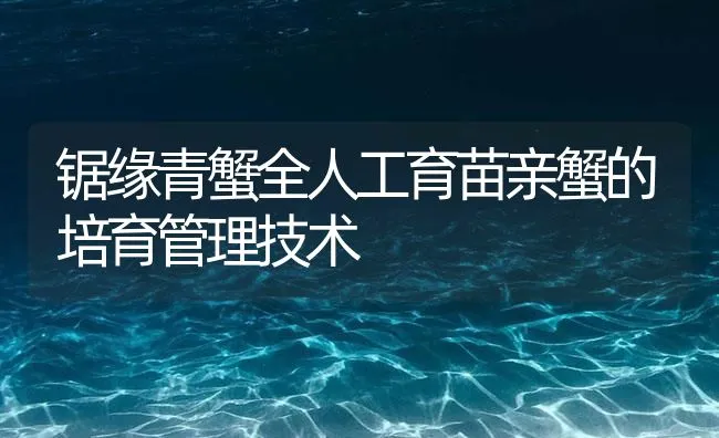 锯缘青蟹全人工育苗亲蟹的培育管理技术 | 海水养殖技术