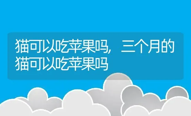 猫可以吃苹果吗,三个月的猫可以吃苹果吗 | 宠物百科知识