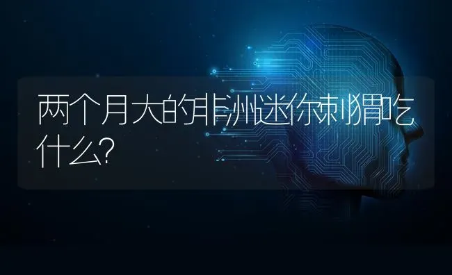 两个月大的非洲迷你刺猬吃什么？ | 动物养殖问答