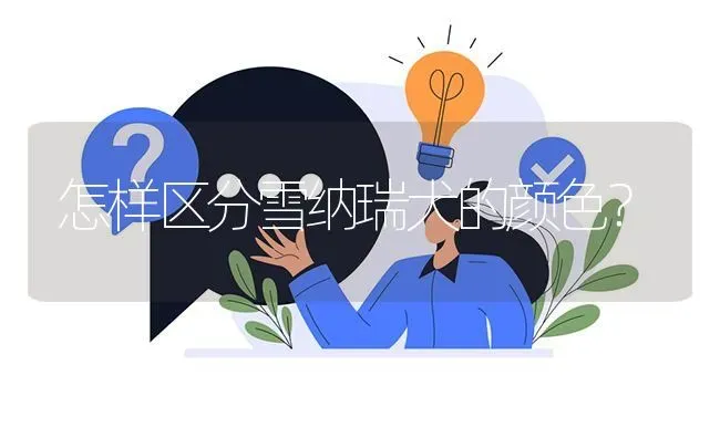 怎样区分雪纳瑞犬的颜色？ | 动物养殖问答