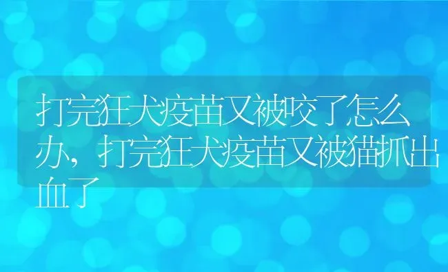 打完狂犬疫苗又被咬了怎么办,打完狂犬疫苗又被猫抓出血了 | 宠物百科知识