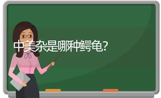 中美杂是哪种鳄龟？ | 动物养殖问答