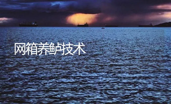 网箱养鲈技术 | 海水养殖技术