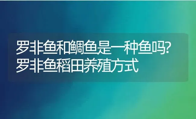 罗非鱼和鲷鱼是一种鱼吗?罗非鱼稻田养殖方式 | 动物养殖百科