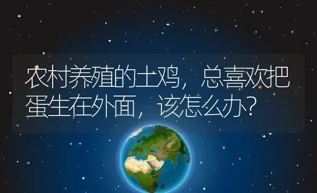 农村养殖的土鸡，总喜欢把蛋生在外面，该怎么办？ | 动物养殖百科