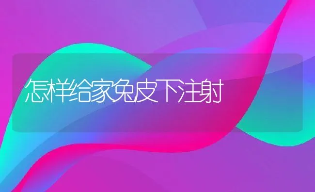 怎样给家兔皮下注射 | 水产养殖知识