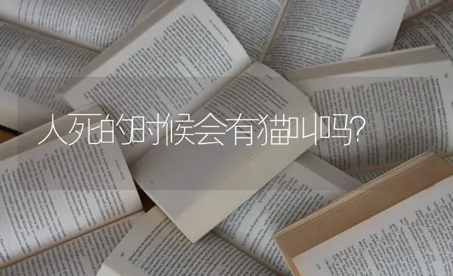 博美粘人吗？ | 动物养殖问答