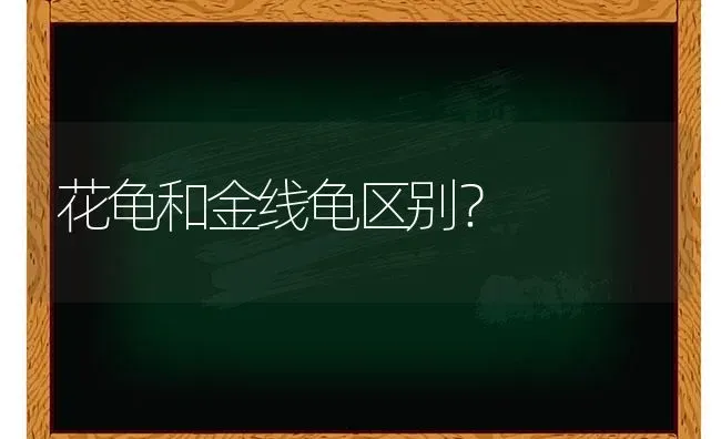 花龟和金线龟区别？ | 动物养殖问答