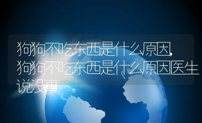 狗狗不吃东西是什么原因,狗狗不吃东西是什么原因医生说没事 | 宠物百科知识