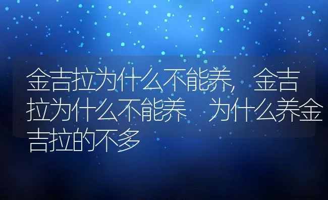 金吉拉为什么不能养,金吉拉为什么不能养 为什么养金吉拉的不多 | 宠物百科知识