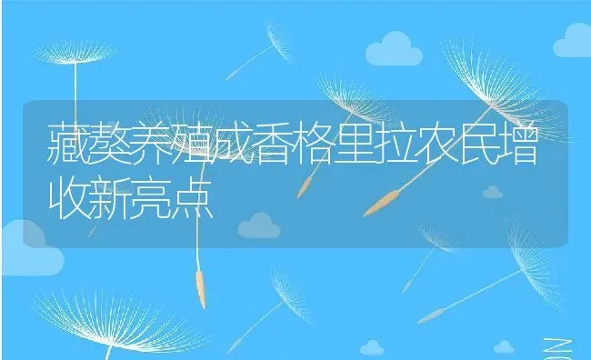 藏獒养殖成香格里拉农民增收新亮点 | 动物养殖教程