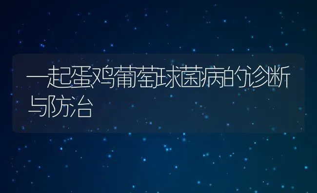 一起蛋鸡葡萄球菌病的诊断与防治 | 动物养殖学堂