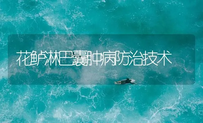 花鲈淋巴囊肿病防治技术 | 海水养殖技术