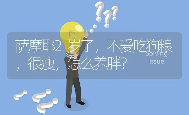 萨摩耶2岁了，不爱吃狗粮，很瘦，怎么养胖？ | 动物养殖问答