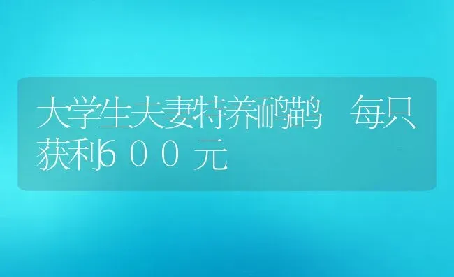 大学生夫妻特养鸸鹋 每只获利600元 | 动物养殖教程