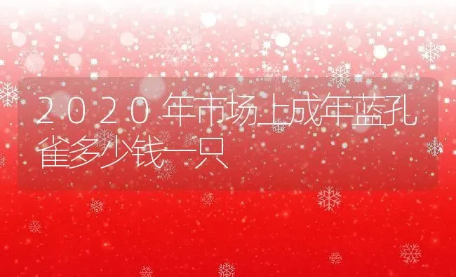 2020年市场上成年蓝孔雀多少钱一只 | 动物养殖百科